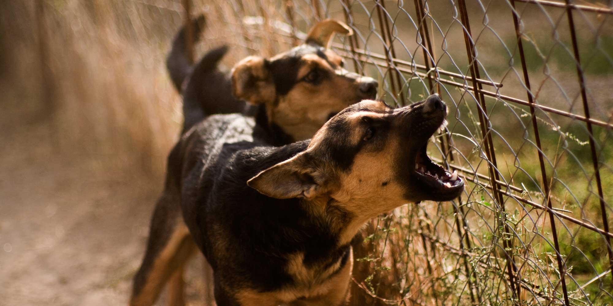 Boston Dog Bite Lawyer